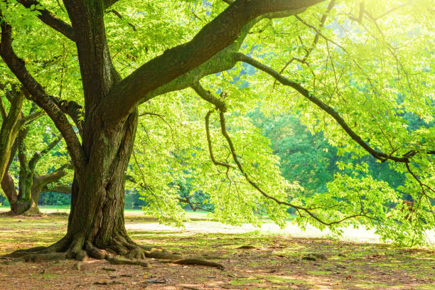 istock Tree of the park. 813469102
