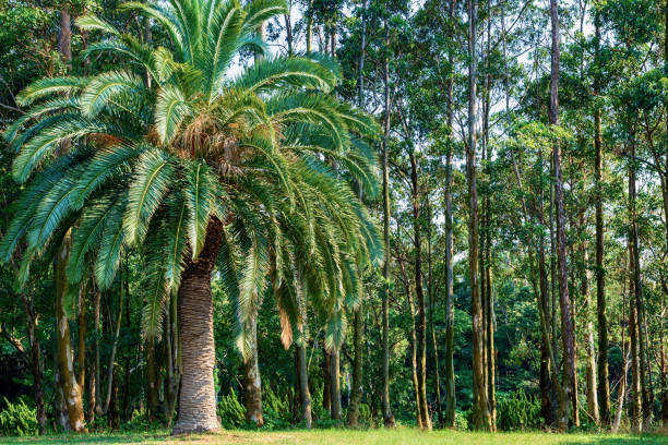 tropikalny las roślinny - 地球 zdjęcia i obrazy z banku zdjęć