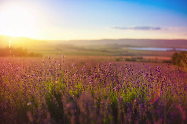 istock Beautiful landscape of lavender fields with dramatic sky during sunset. Lavender field over sunser sky. natural background. 813476380