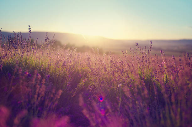 istock Lavender field in Tihany, Hungary 813476670
