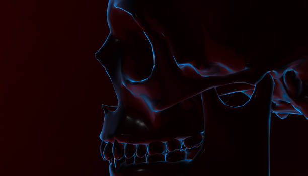 istock Human skull with dark background. Death, horror, anatomy and halloween symbol. 3d rendering. 3d illustration 813480574