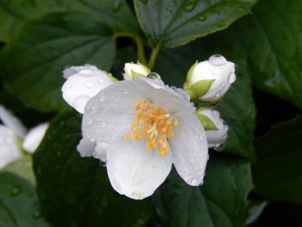 istock White flowers on the branches of a tree with water drops close-up 813480690