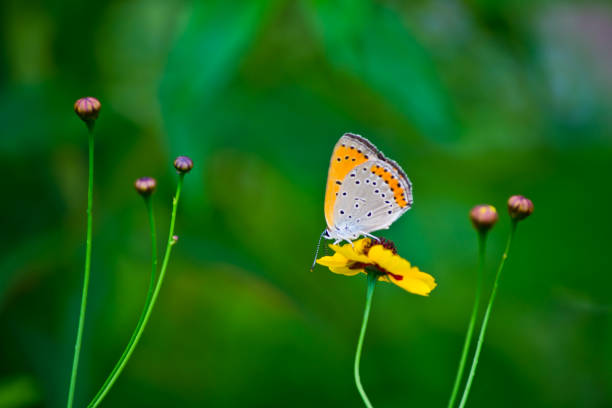 istock Flowers and butterflies 813481214
