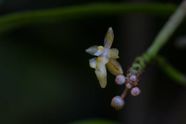 istock wild orchids in forest of Thailand 813488134