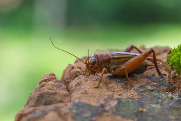 grillo (acheta domestica) de la casa de cerca - grillo fotografías e imágenes de stock