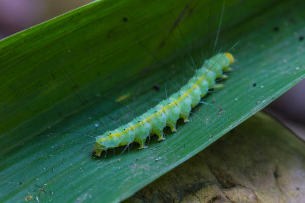 istock caterpillar, close up caterpillar in tropical forest 813495070