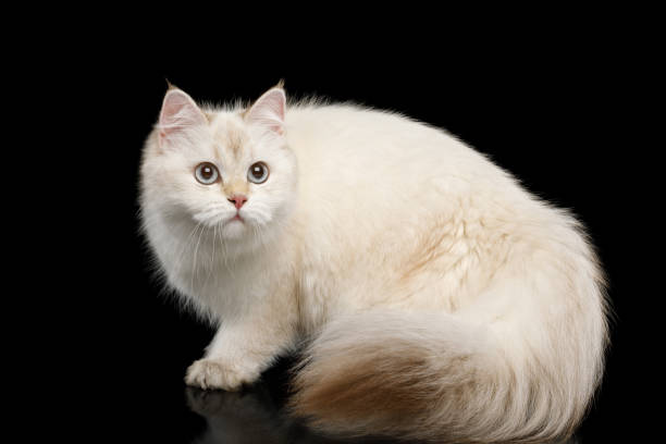 istock Furry British Cat white color on Isolated Black Background 813499568
