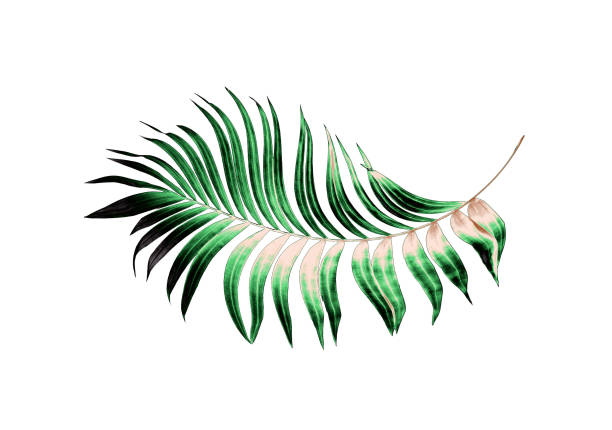 Green leaves of palm tree on white background