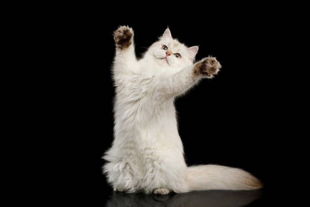 Furry British Cat white color on Isolated Black Background Funny British Cat White color-point Play on Isolated Black Background, front view, Stretched on hind legs longhair cat stock pictures, royalty-free photos & images