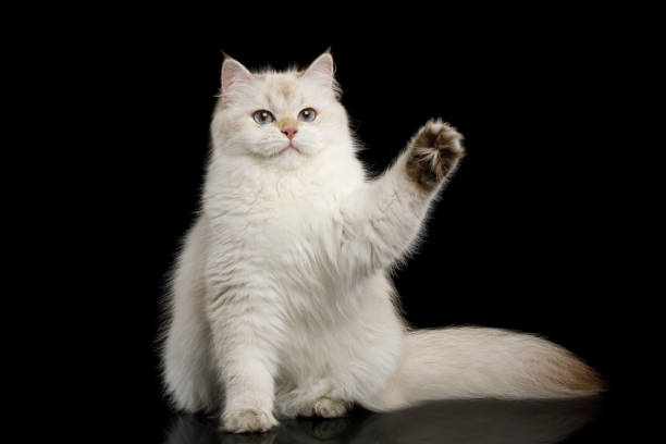 Furry British Cat white color on Isolated Black Background