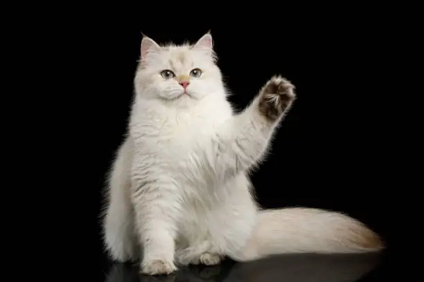 Photo of Furry British Cat white color on Isolated Black Background