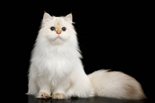 istock Furry British Cat white color on Isolated Black Background 813499714