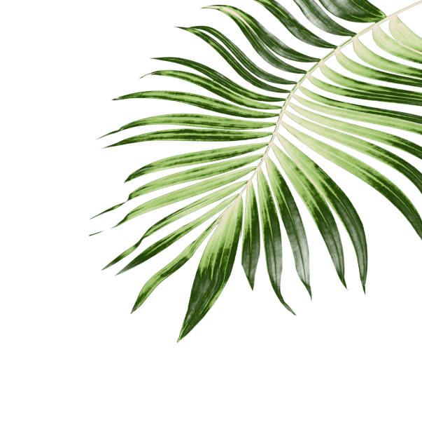 istock leaves of palm tree on white background 813499806