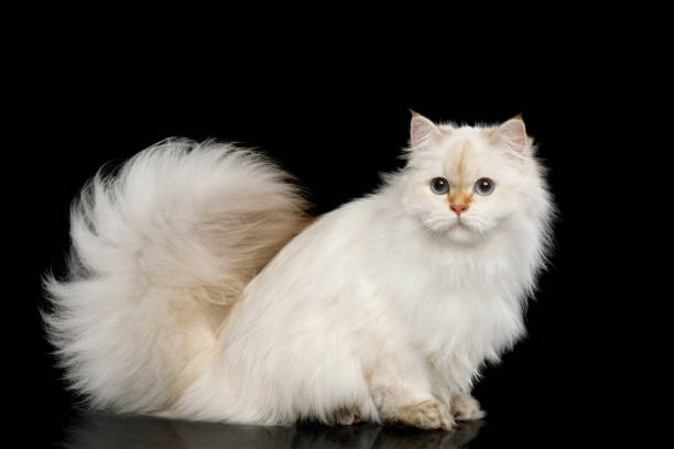 istock Furry British Cat white color on Isolated Black Background 813499820