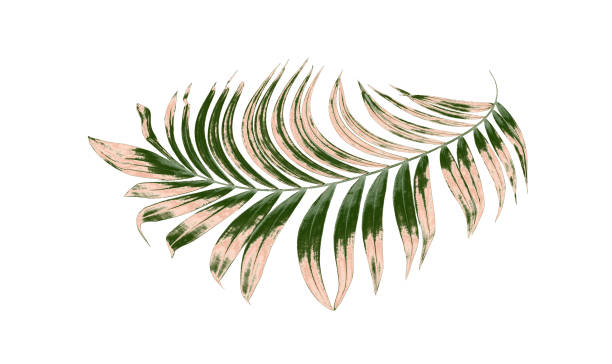 istock leaves of palm tree on white background 813499824
