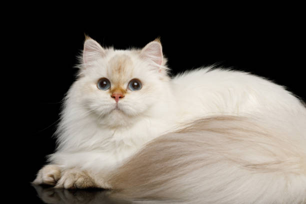 istock Furry British Cat white color on Isolated Black Background 813499938