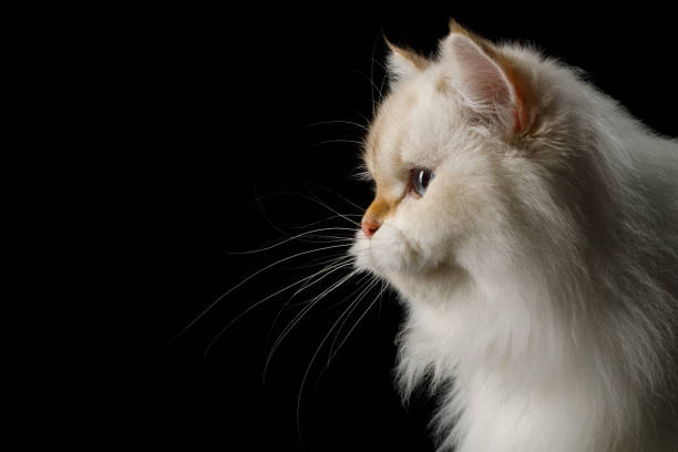 istock Furry British Cat white color on Isolated Black Background 813500192