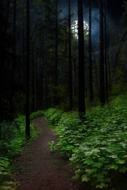 Dark night in forest with moon stock photo