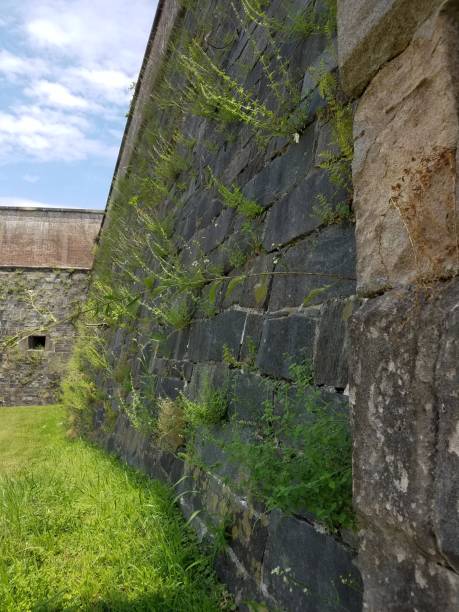 istock castle wall with weeds growing out of it 813504986