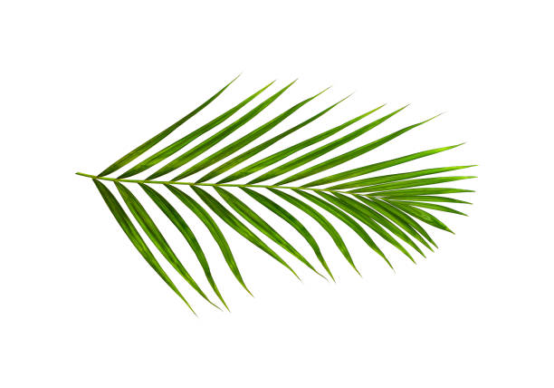 istock Green leaves of palm tree isolated on white background 813505036