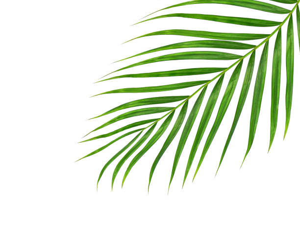 istock Green leaves of palm tree isolated on white background 813505046