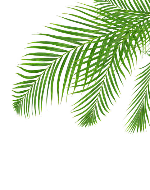 istock Green leaves of palm tree isolated on white background 813505058