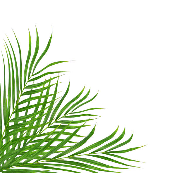 istock Green leaves of palm tree isolated on white background 813505064