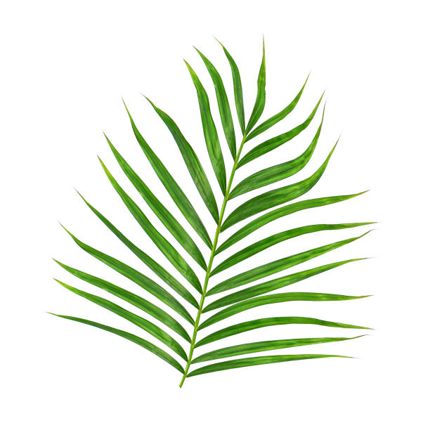 istock Green leaves of palm tree isolated on white background 813505080