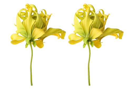 it is ylang ylang flowers isolated on white.