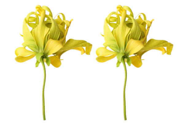 ylang ylang flowers isolated on white - beauty spa spa treatment health spa orchid imagens e fotografias de stock