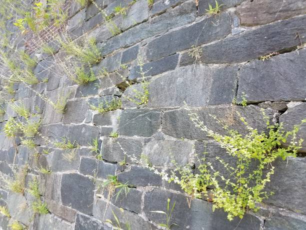 istock castle wall with weeds growing out of it 813507362