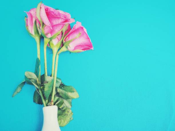 istock Vintage pink roses with vase on blue background 813507474