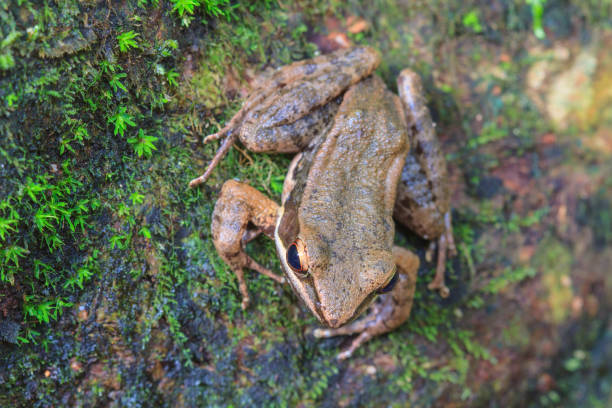 istock beautiful Dark-sided Frog in forest 813507814