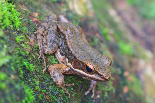 istock beautiful Dark-sided Frog in forest 813508084