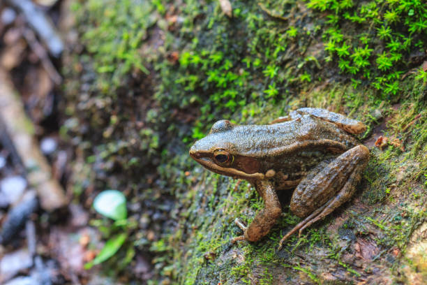 istock beautiful Dark-sided Frog in forest 813510388