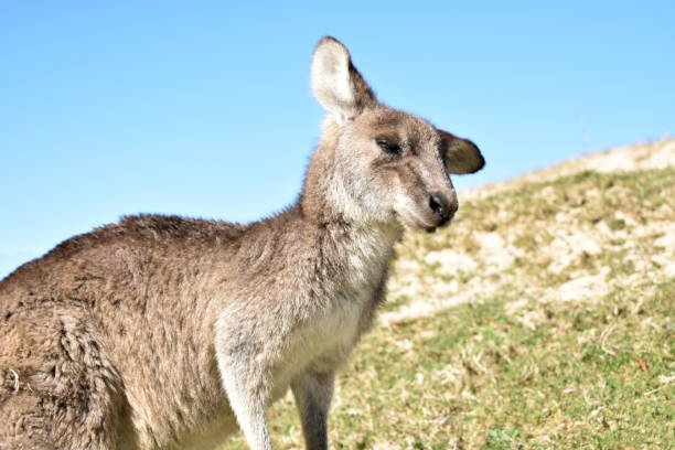 kangury na plaży - skippy zdjęcia i obrazy z banku zdjęć