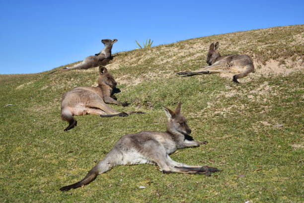 kangury na plaży - skippy zdjęcia i obrazy z banku zdjęć