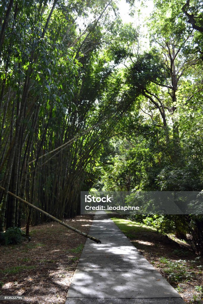 Road and Bamboo Road and Bamboo in Cairns Botanical Garden, Queensland, Australia Australia Stock Photo
