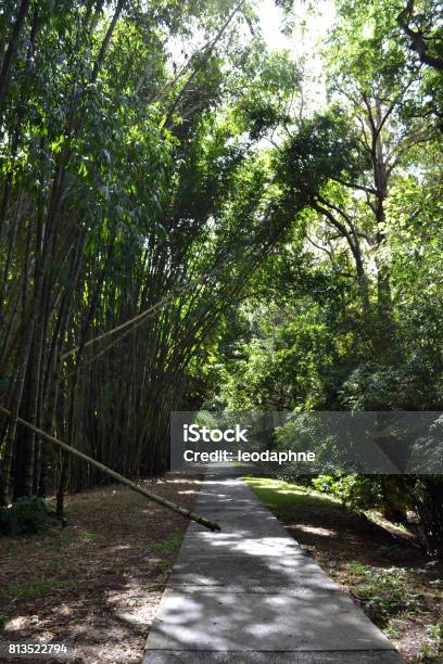 Road And Bamboo Stock Photo - Download Image Now - Australia, Bamboo - Plant, Botanical Garden