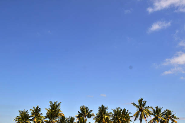 istock Coconut tree and blue sky in Ubud 813522970