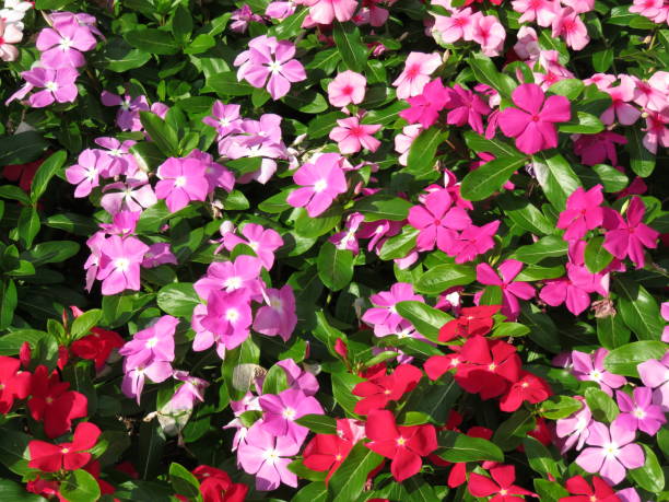 istock Pretty Impatiens in Summer 813533298