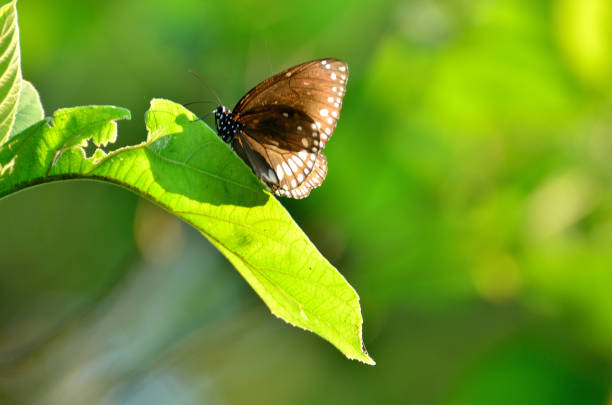 Butterfly sitting on leaf in a garden