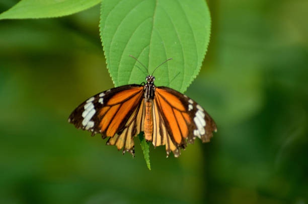 istock Close-up of butterfly 813537878