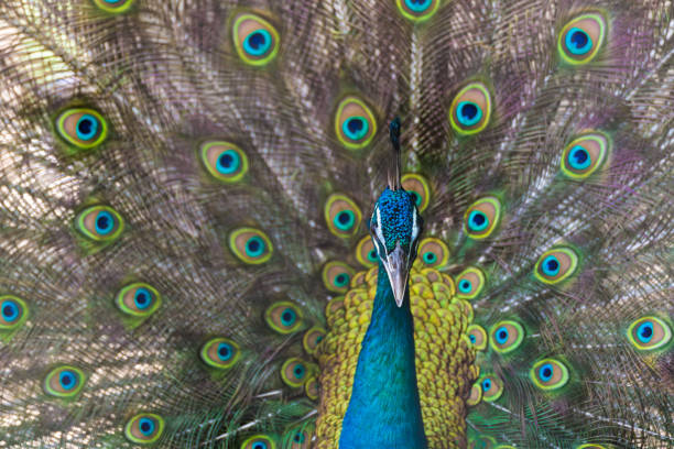 istock Close up of male peacock showing beautiful expanded feather 813540432