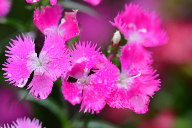 Dianthus / fringed pink is a single, flagrant flowers with deeply fringed petals in colorful patterns of red, pink, orange, purple and white. It blooms on long upright stems above grassy foliage. Each flower has toothed petals creating delicate fringe.