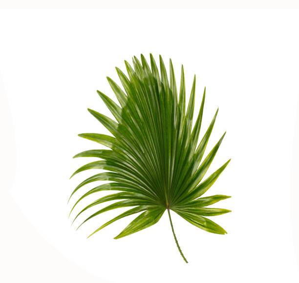 istock Green leaf of palm tree background 813559336