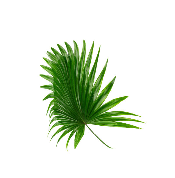 istock Green leaves of palm tree on white background 813559356
