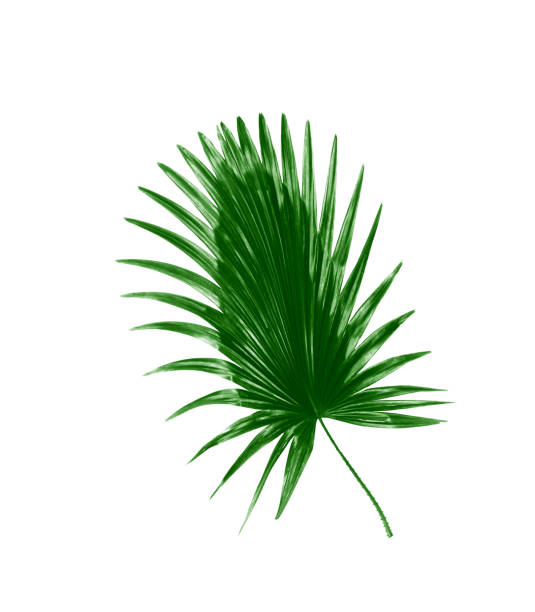 istock Green leaves of palm tree on white background 813559410