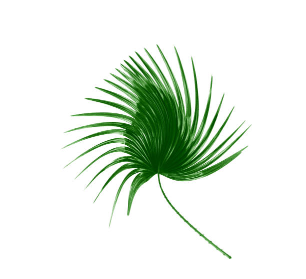 istock Green leaf of palm tree background 813559434