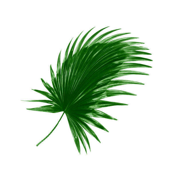 istock Green leaf of palm tree background 813559446